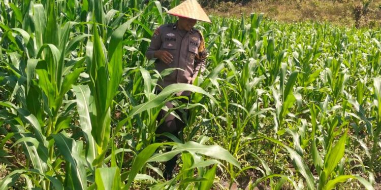 Polsek Bangkinang Barat Cek Lahan Jagung Ketahanan Pangan Di Desa Salo Timur