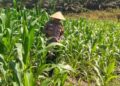 Dukung Asta Cita, Polsek Bangkinang Barat Rutin Rawat Jagung Pipil Desa Siabu