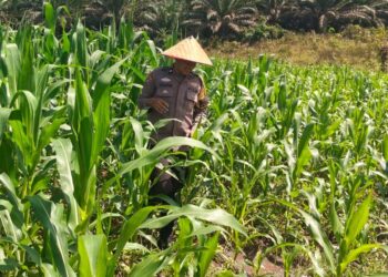 Dukung Asta Cita, Polsek Bangkinang Barat Rutin Rawat Jagung Pipil Desa Siabu