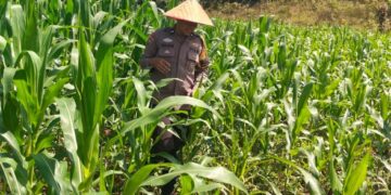 Dukung Asta Cita, Polsek Bangkinang Barat Rutin Rawat Jagung Pipil Desa Siabu