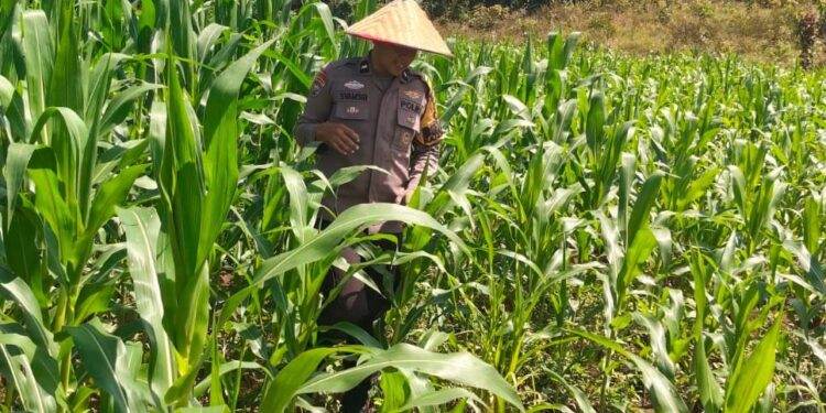 Dukung Asta Cita, Polsek Bangkinang Barat Rutin Rawat Jagung Pipil Desa Siabu
