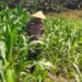 Dukung Asta Cita, Polsek Bangkinang Barat Rutin Rawat Jagung Pipil Desa Siabu