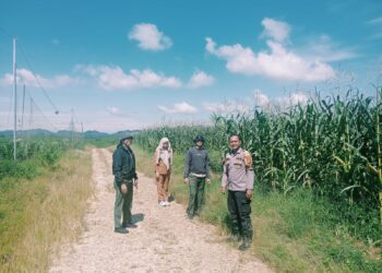 Rawat Dan Cek Perkembangan Jagung PT Simas Sawit Aliantan Polsek Bangkinang Barat