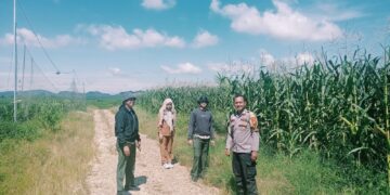 Rawat Dan Cek Perkembangan Jagung PT Simas Sawit Aliantan Polsek Bangkinang Barat