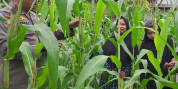 Dukung KPN, Bhabinkamtibmas Polsek Bangkinang Barat Terus Rawat Dan Cek Pertumbuhan Jagung