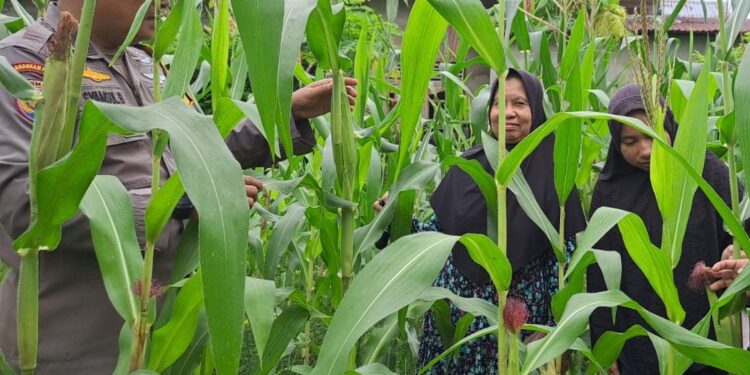 Dukung KPN, Bhabinkamtibmas Polsek Bangkinang Barat Terus Rawat Dan Cek Pertumbuhan Jagung