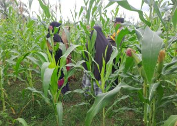 Polsek Bangkinang Barat Lakukan Pendampingan Petani Sukses KPN Desa Pulau Jambu