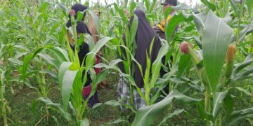 Polsek Bangkinang Barat Lakukan Pendampingan Petani Sukses KPN Desa Pulau Jambu