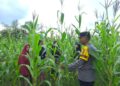 Polsek Bangkinang Barat Sambang Kelompok Wanita Tani Marabuntha Rawat Tanaman Jagung
