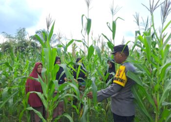 Polsek Bangkinang Barat Sambang Kelompok Wanita Tani Marabuntha Rawat Tanaman Jagung