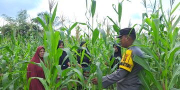 Polsek Bangkinang Barat Sambang Kelompok Wanita Tani Marabuntha Rawat Tanaman Jagung