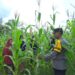 Polsek Bangkinang Barat Sambang Kelompok Wanita Tani Marabuntha Rawat Tanaman Jagung