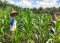 Polsek Bangkinang Barat Terus Dampingi Petani Pantau Perkembangan Jagung Desa Siabu