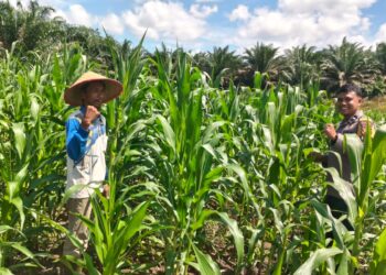 Polsek Bangkinang Barat Terus Dampingi Petani Pantau Perkembangan Jagung Desa Siabu