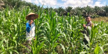 Polsek Bangkinang Barat Terus Dampingi Petani Pantau Perkembangan Jagung Desa Siabu