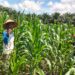 Polsek Bangkinang Barat Terus Dampingi Petani Pantau Perkembangan Jagung Desa Siabu
