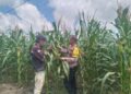 Dukung Ketahanan Pangan, Pangkalan Kerinci Monitoring Pertumbuhan Jagung Di Desa Binaan