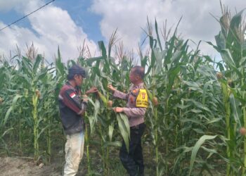 Dukung Ketahanan Pangan, Pangkalan Kerinci Monitoring Pertumbuhan Jagung Di Desa Binaan