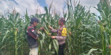 Dukung Ketahanan Pangan, Pangkalan Kerinci Monitoring Pertumbuhan Jagung Di Desa Binaan