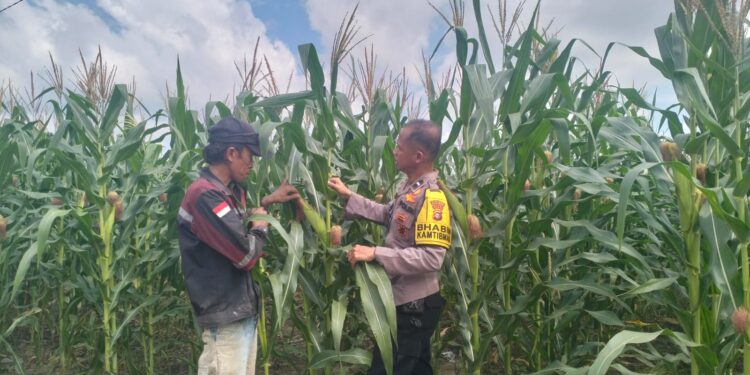 Dukung Ketahanan Pangan, Pangkalan Kerinci Monitoring Pertumbuhan Jagung Di Desa Binaan