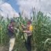 Dukung Ketahanan Pangan, Pangkalan Kerinci Monitoring Pertumbuhan Jagung Di Desa Binaan