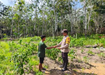 Polsek Langgam Monitoring Kebun Cabai Rawit Warga Dukung Program Ketahanan Pangan