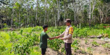Polsek Langgam Monitoring Kebun Cabai Rawit Warga Dukung Program Ketahanan Pangan