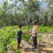Polsek Langgam Monitoring Kebun Cabai Rawit Warga Dukung Program Ketahanan Pangan