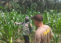 Bhabinkamtibmas Polsek Ukui Pantau Jagung Kelompok Tani, Pastikan Tanaman Tumbuh Optimal