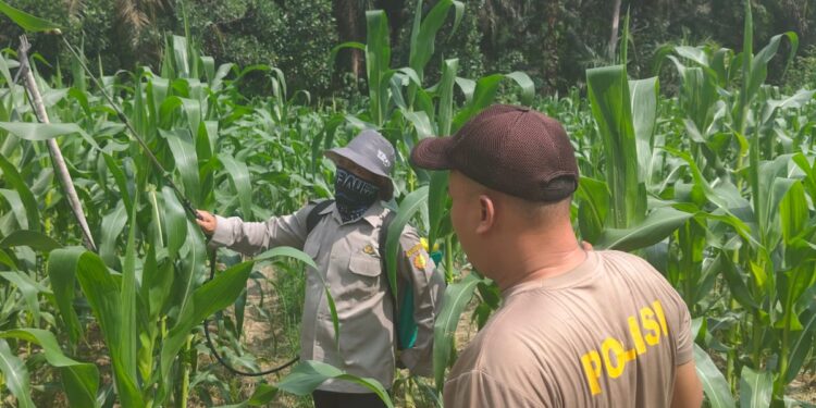 Bhabinkamtibmas Polsek Ukui Pantau Jagung Kelompok Tani, Pastikan Tanaman Tumbuh Optimal