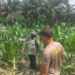 Bhabinkamtibmas Polsek Ukui Pantau Jagung Kelompok Tani, Pastikan Tanaman Tumbuh Optimal