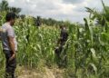 Polsek Pangkalan Kuras Cek Pertumbuhan Jagung Pipil Kuartal II di Lahan KUD Sialang Makmur