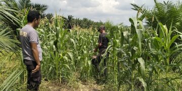 Polsek Pangkalan Kuras Cek Pertumbuhan Jagung Pipil Kuartal II di Lahan KUD Sialang Makmur