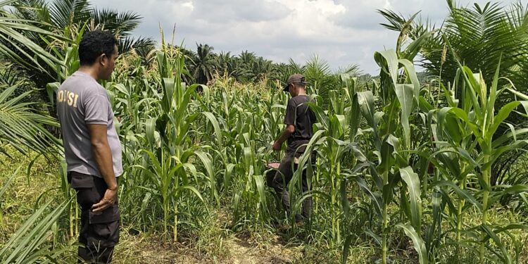 Polsek Pangkalan Kuras Cek Pertumbuhan Jagung Pipil Kuartal II di Lahan KUD Sialang Makmur