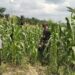 Polsek Pangkalan Kuras Cek Pertumbuhan Jagung Pipil Kuartal II di Lahan KUD Sialang Makmur