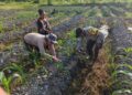 “Polisi Cinta Petani”, Polsek Kuala Kampar Bantu Petani Jagung Pipil Di Desa Sungai Solok