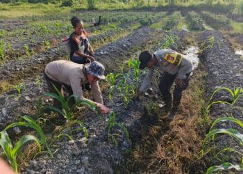 “Polisi Cinta Petani”, Polsek Kuala Kampar Bantu Petani Jagung Pipil Di Desa Sungai Solok