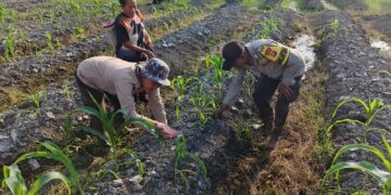 “Polisi Cinta Petani”, Polsek Kuala Kampar Bantu Petani Jagung Pipil Di Desa Sungai Solok