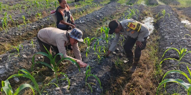 “Polisi Cinta Petani”, Polsek Kuala Kampar Bantu Petani Jagung Pipil Di Desa Sungai Solok