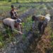 “Polisi Cinta Petani”, Polsek Kuala Kampar Bantu Petani Jagung Pipil Di Desa Sungai Solok