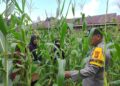 Polsek Bangkinang Barat Dan Kelompok Wanita Tani Aktifkan Perawatan Jagung Desa Pulau Jambu