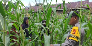 Polsek Bangkinang Barat Dan Kelompok Wanita Tani Aktifkan Perawatan Jagung Desa Pulau Jambu