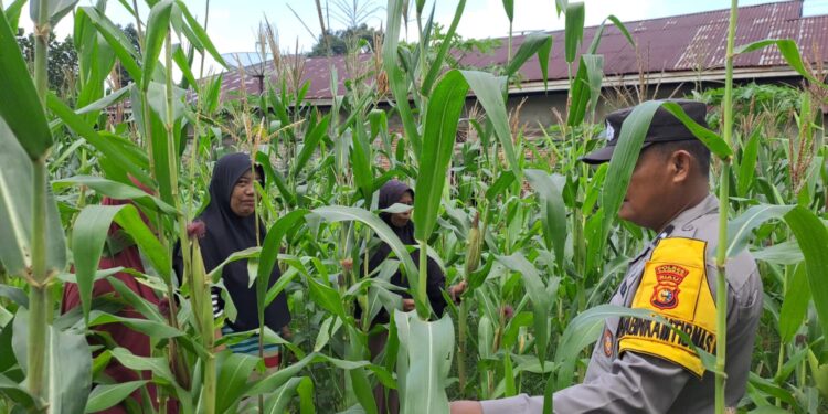Polsek Bangkinang Barat Dan Kelompok Wanita Tani Aktifkan Perawatan Jagung Desa Pulau Jambu