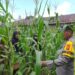 Polsek Bangkinang Barat Dan Kelompok Wanita Tani Aktifkan Perawatan Jagung Desa Pulau Jambu