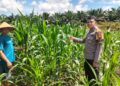 Wujudkan Dan Sukseskan Swasembada, Polsek Bangkinang Barat Rawat Jagung Desa Siabu