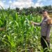 Wujudkan Dan Sukseskan Swasembada, Polsek Bangkinang Barat Rawat Jagung Desa Siabu
