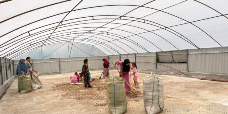 Dry House Tenaga Surya Perkuat Usaha Perempuan Petani Kopi Gayo Program KPM 2026