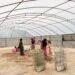 Dry House Tenaga Surya Perkuat Usaha Perempuan Petani Kopi Gayo Program KPM 2026